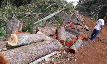 Bishop cries foul after mining firm clears forest in Palawan