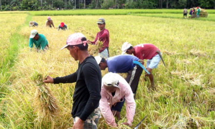 ‘Listen to cry’ of farmers, bishop urges gov’t