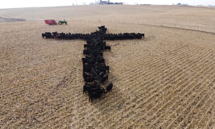 Iowa priest-photographer surprised by appeal of viral cattle cross image